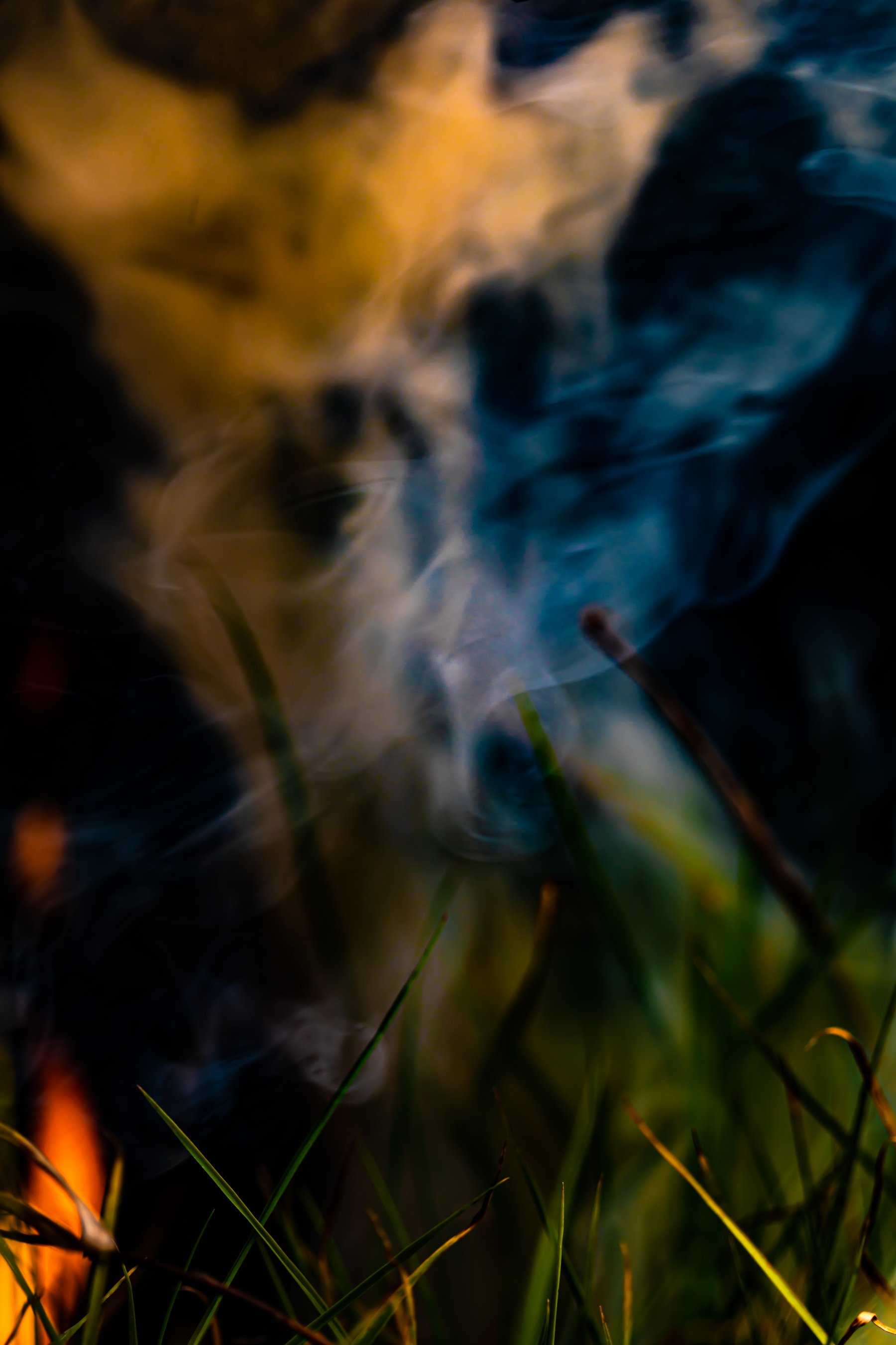 The exploration of fire and a changing environment through a macro lens